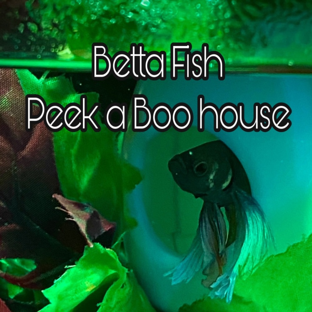 Floating Betta floating hideout house